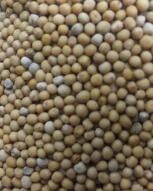 Paleolit Mustármag egész sárga 25kg lédig